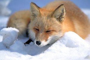 Nordfuchs, japanische Unterart des Rotfuchses im Schnee auf Hokkaido, Japan. Foto: Shiretoko-Shari Tourist Association. Lizenz: Attribution