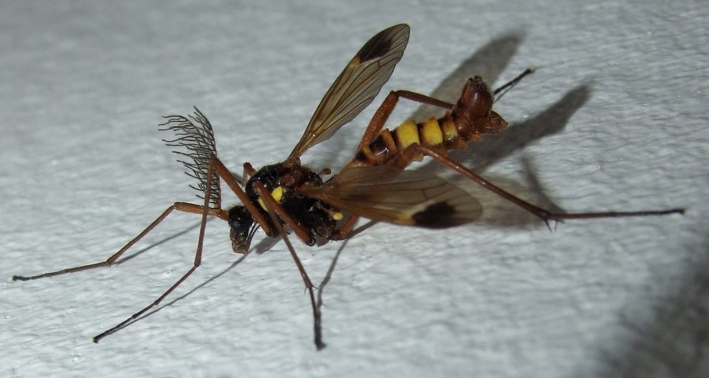 Kammschnake (Ctenophora ornata), Männchen. Foto: Pharaoh han, CC-BY-SA-3.0