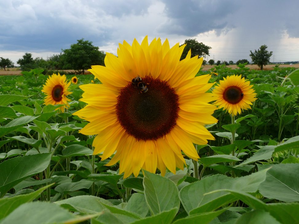 Drei Sonnenblumen im Feld. Foto: 3268zauber. Lizenz: CC-BY-SA-3.0
